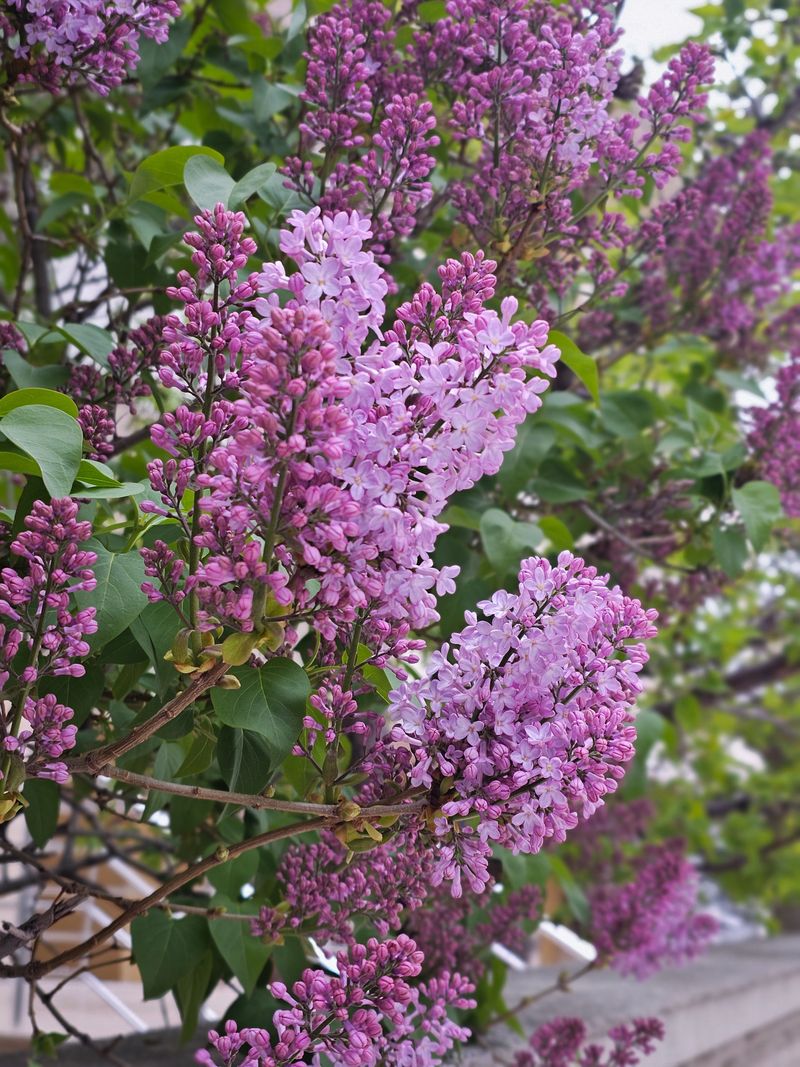 Mackinac Island Lilac Festival (Mackinac Island)
