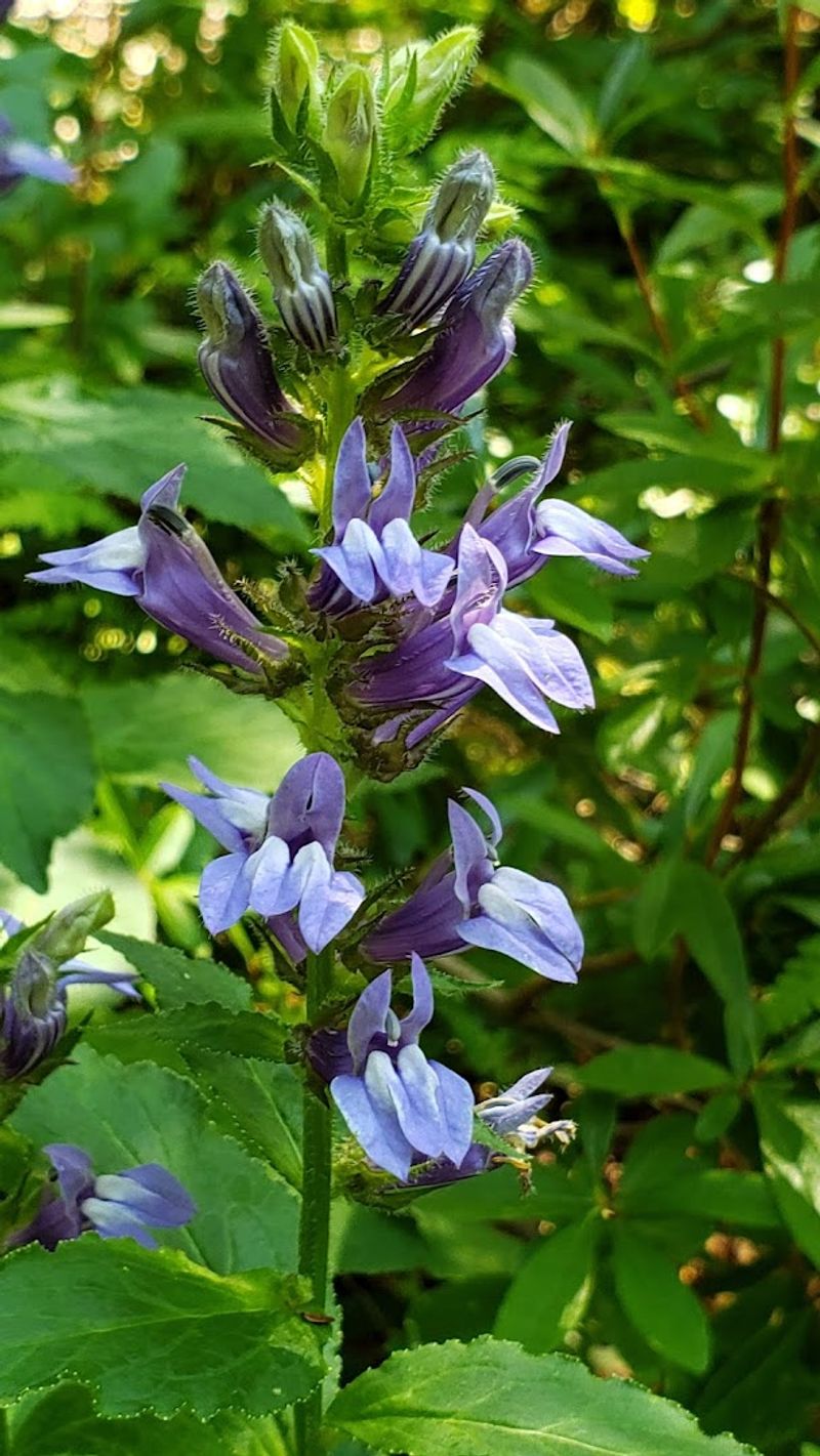 Garden in the Woods (Framingham)
