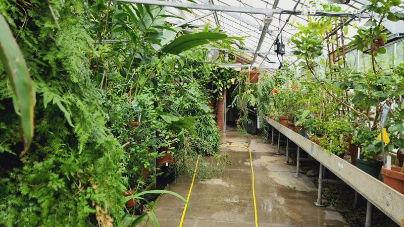 UConn Botanical Conservatory