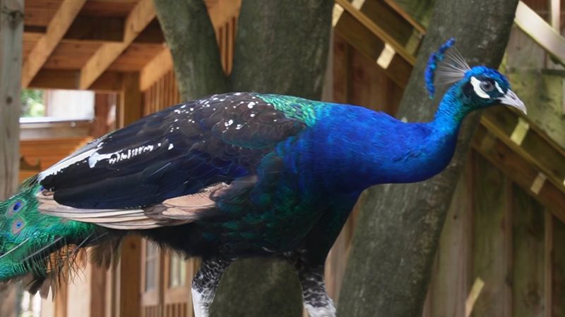Yellow River Wildlife Sanctuary - Lilburn, Gwinnett County