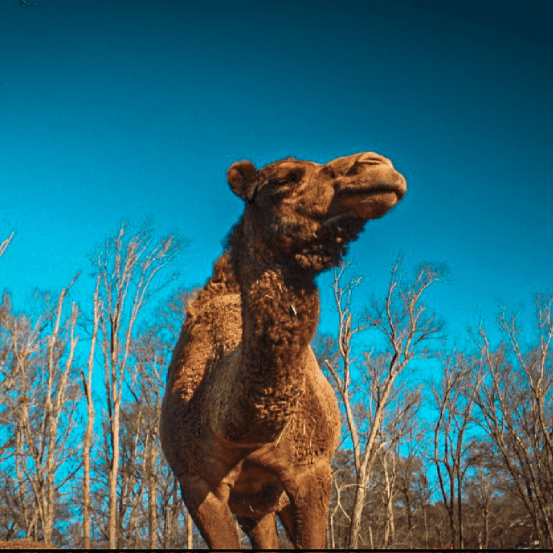 Pettit Creek Farms – Cartersville