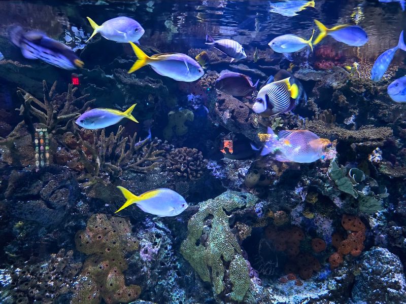 Greensboro Science Center Aquarium