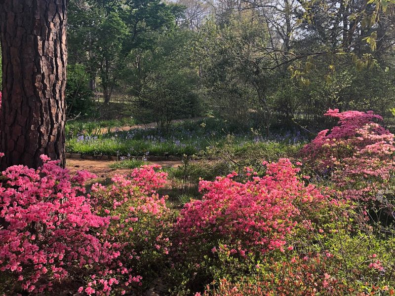 Coker Arboretum – Chapel Hill