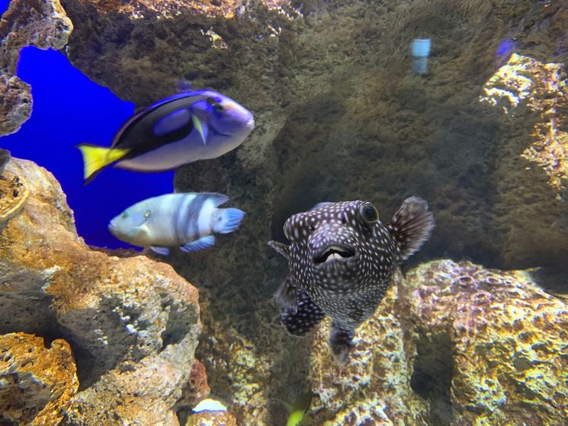 Discovery Place Nature Aquarium