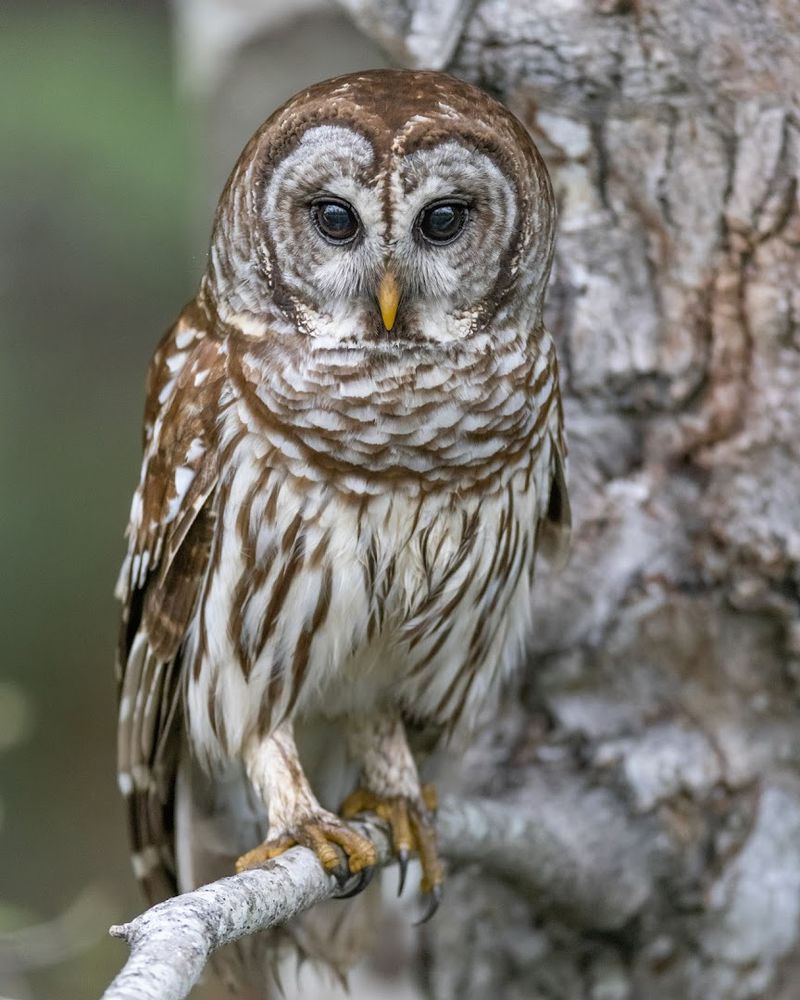 Alligator River National Wildlife Refuge - Manns Harbor, Dare County