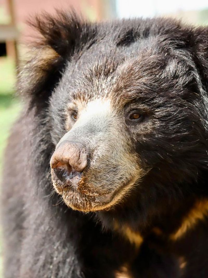 Georgia Zoo – Hogansville