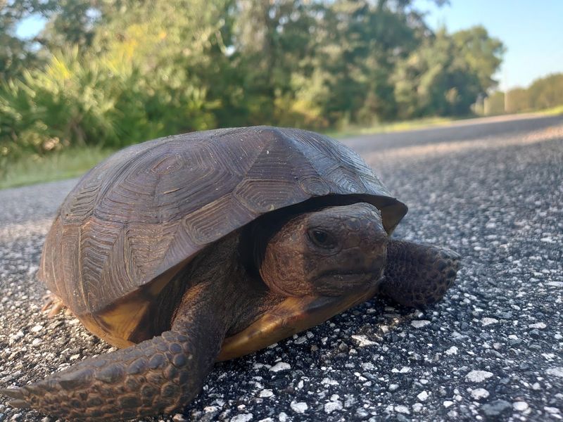 Wildlife Corridor Through Natural Florida