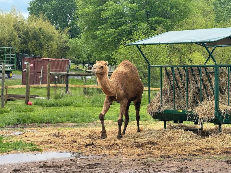 Leesburg Animal Park (Leesburg)