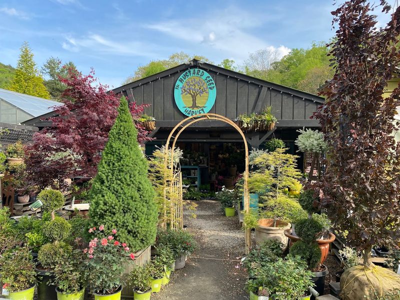 Mustard Seed Market