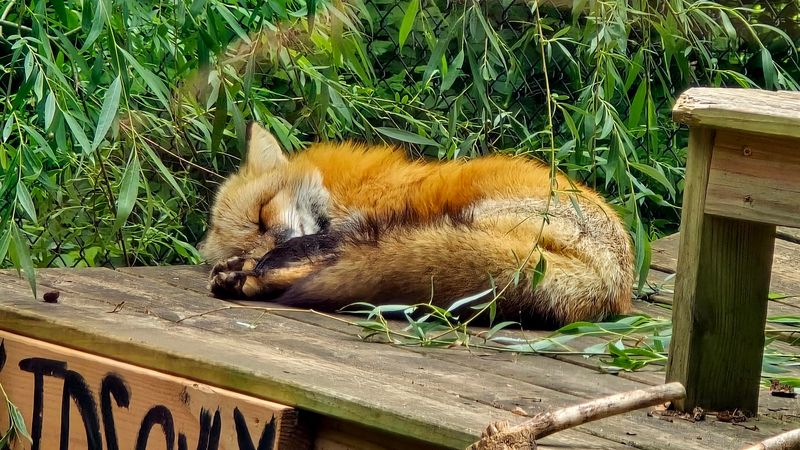 Bear Hollow Zoo - Athens, Clarke County