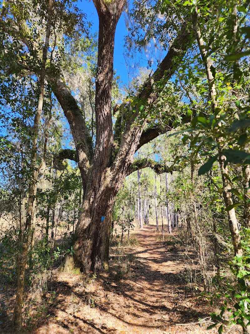 Croom Wildlife Management Area (Withlacoochee State Forest)
