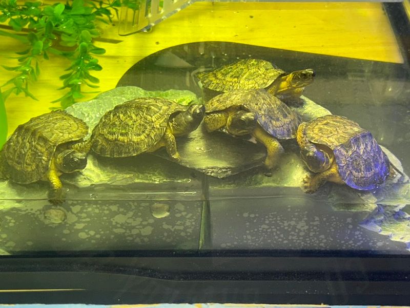 Rescued Sea Turtle Haven