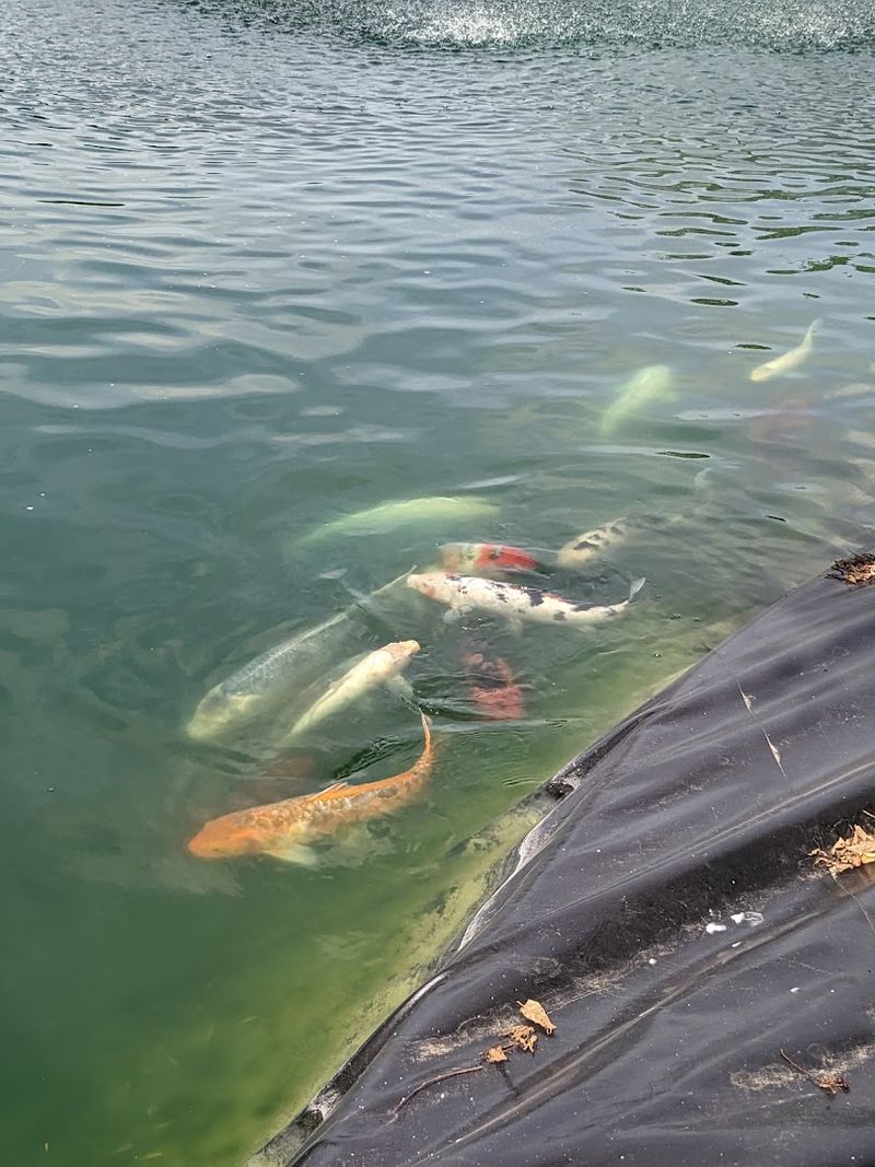 Fish Festival &ndash; Vermilion
