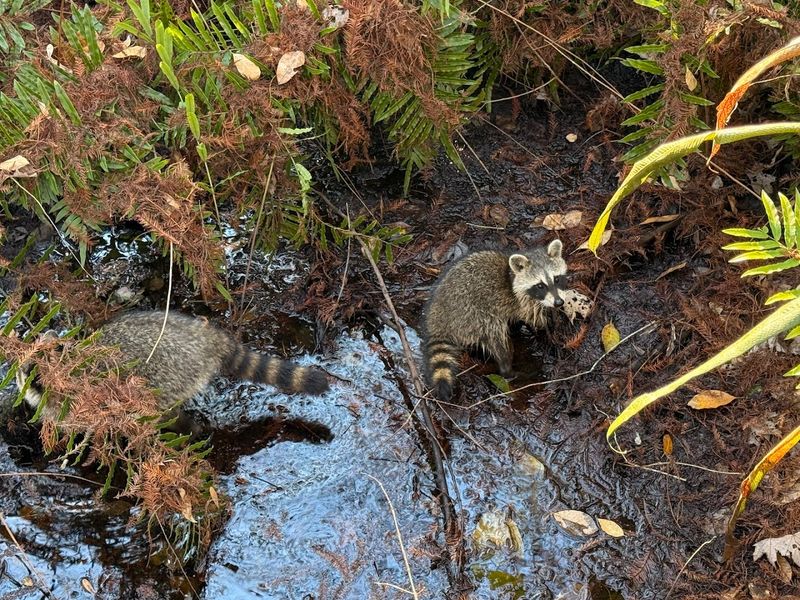Quiet Wildlife Encounters