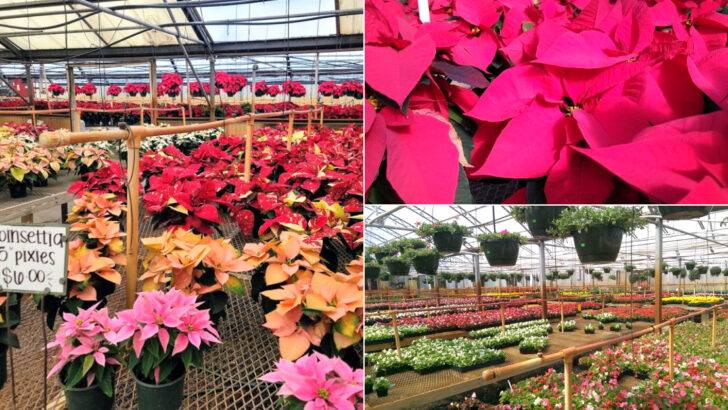 One North Carolina Plant Shop Turns Shopping Into A Full Greenhouse Experience