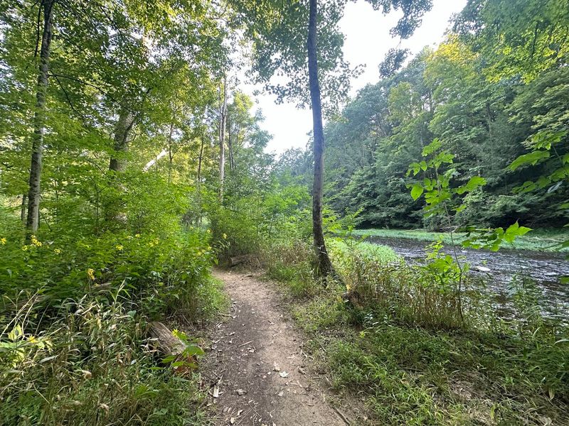 A Forest That Feels Genuinely Sheltered