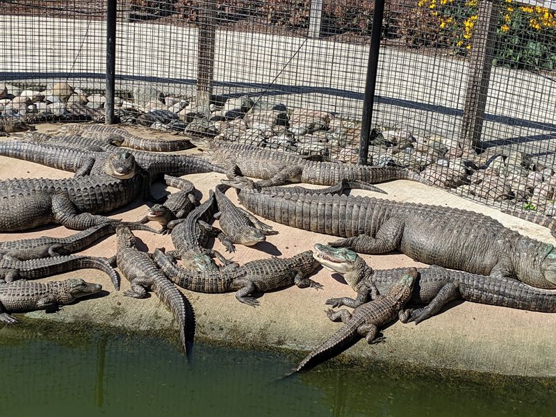 Boulder Ridge Wild Animal Park (Alto)
