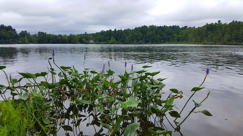 Lake Mansfield