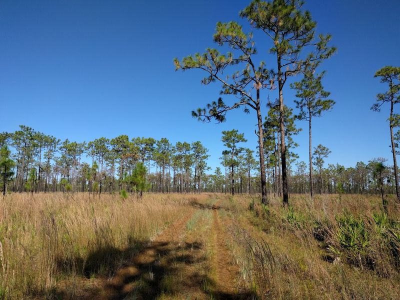 Arcadia, DeSoto County