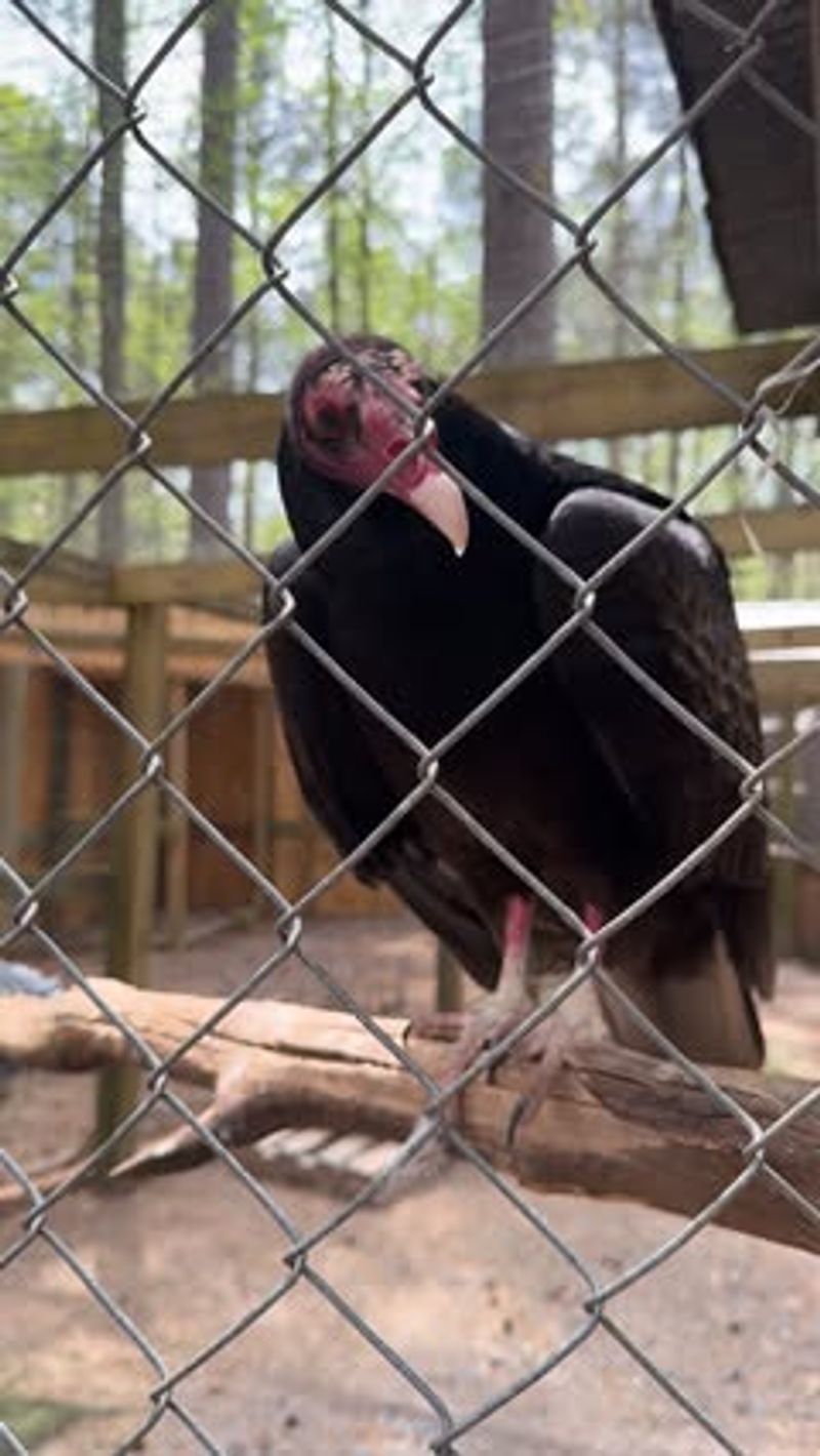 Half Moon Petting Zoo – Bogart