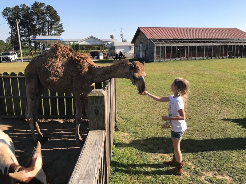 Wild Georgia Safari Park (Metter)