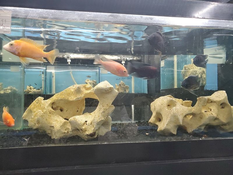 World Wide Aquarium & Pets 