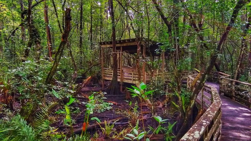 Conservation Success Story You're Part Of