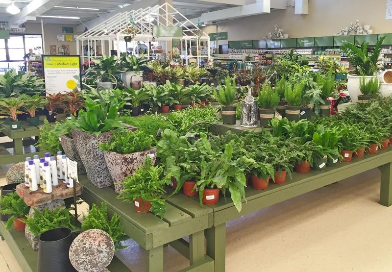 Pike Nurseries (Alpharetta)