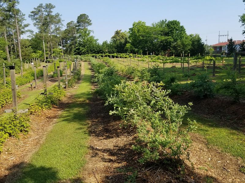 Rabbit Ridge Farm