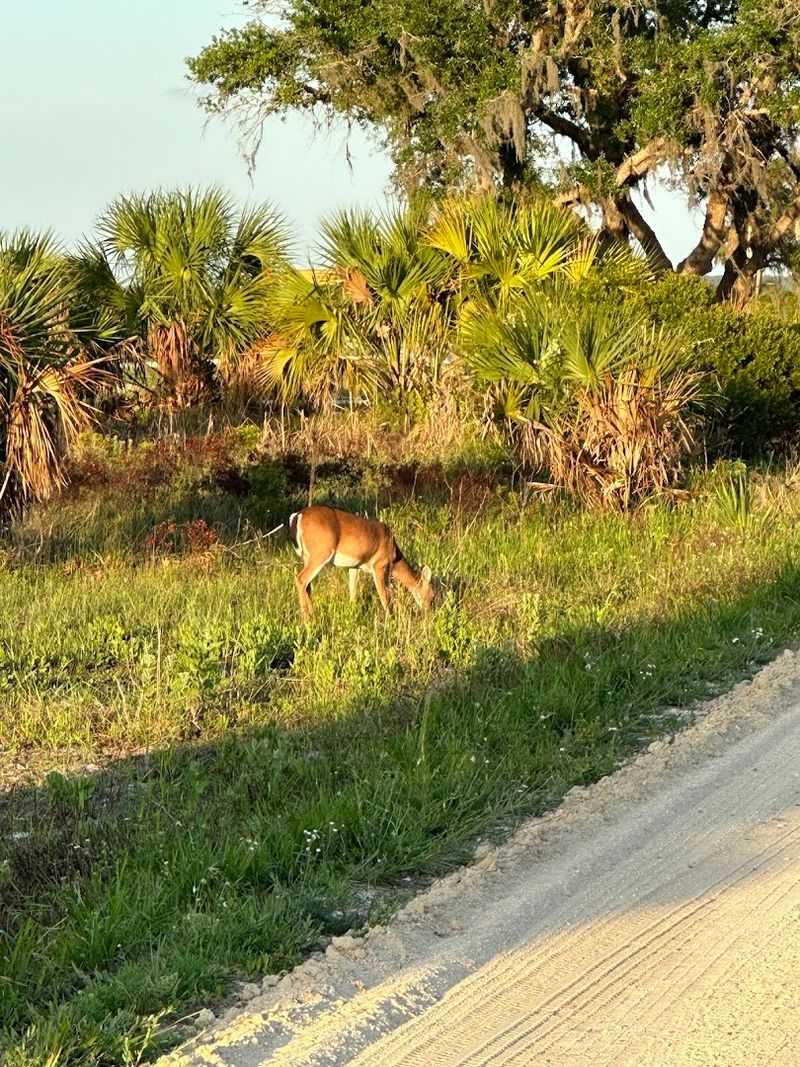 Prairie Wildlife Encounters