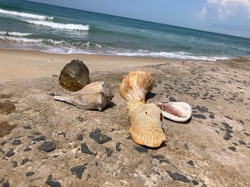 Shell Collector's Paradise