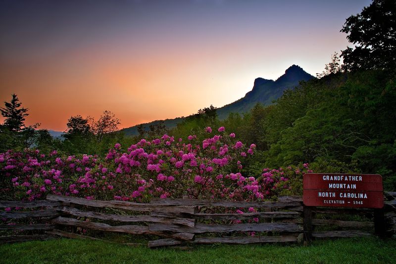 Alpine Ecology and Rare Plant Communities