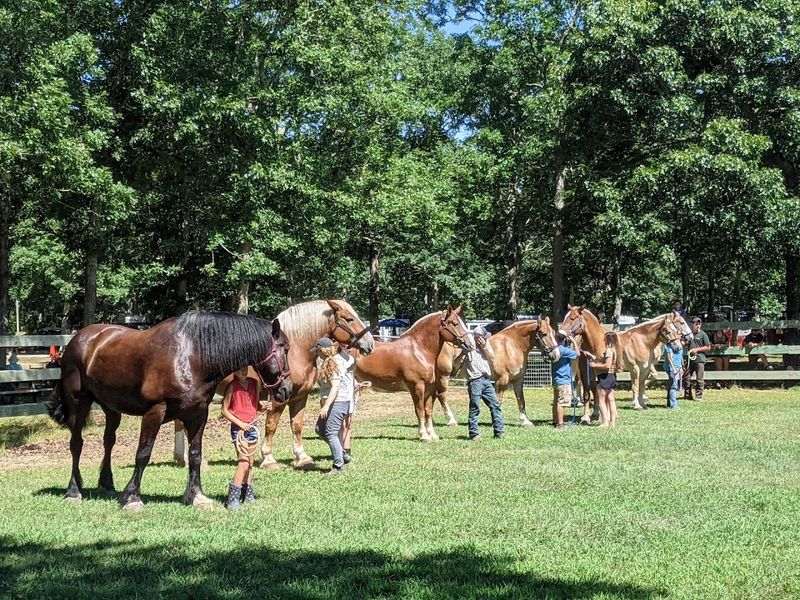 Martha's Vineyard Agricultural Fair