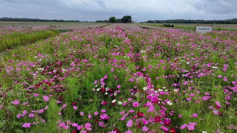 Parker Flower Farms