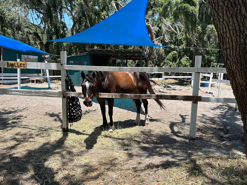In The Breeze Ranch
