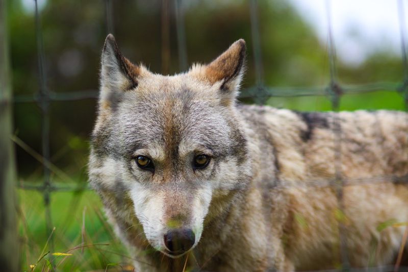 Wolf Sanctuary of PA (Lititz, Lancaster County)