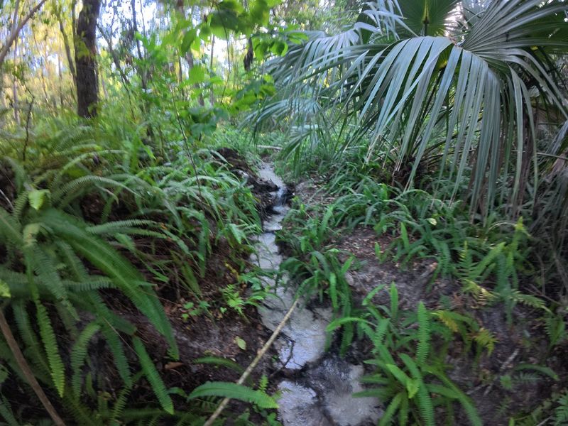 Hidden Waters Preserve &mdash; Seasonal Forest Waterfall
