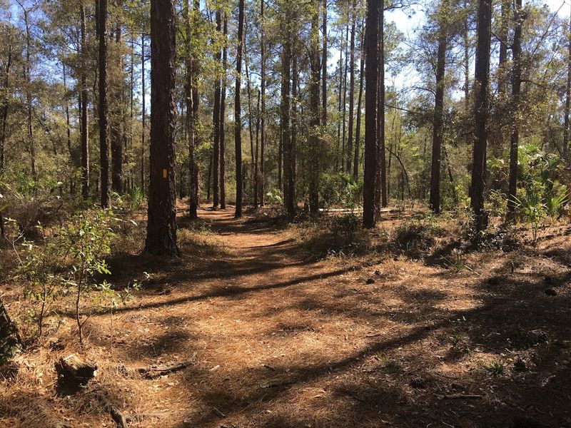 Withlacoochee State Forest (Brooksville)