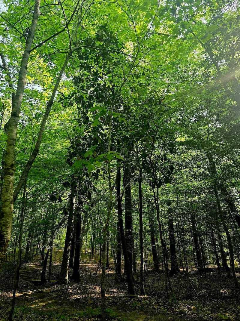 Campbell Creek Loop Trail: Waterfalls & Forest Quiet