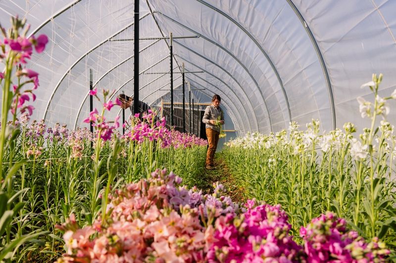Creekside Flower Farm
