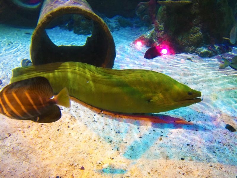 Jeff the Giant Eel