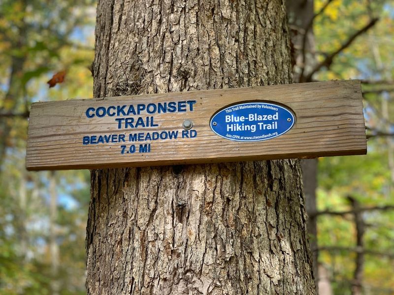 Cockaponset State Forest, Chester, Middlesex County