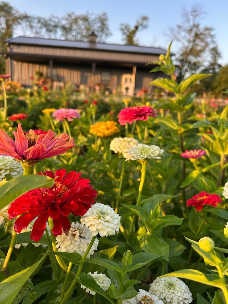 Tansy Run Farms