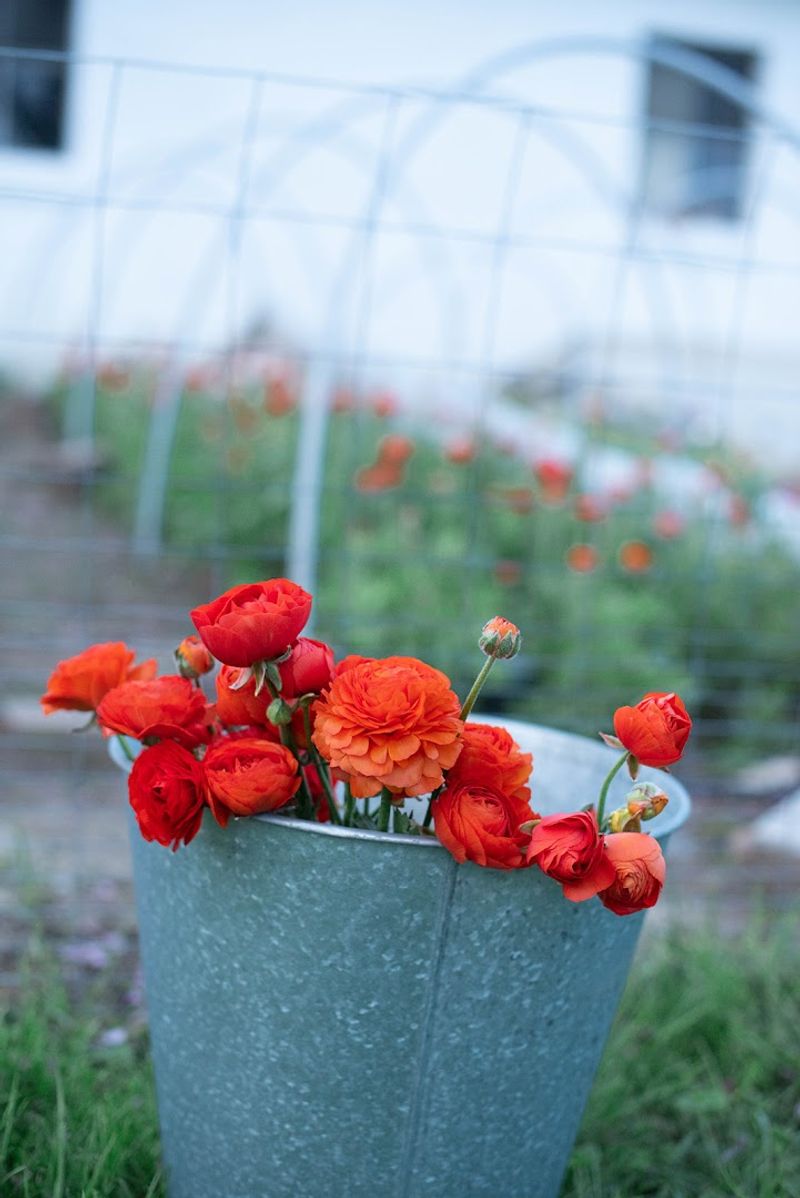 Hidden Springs Flower Farm
