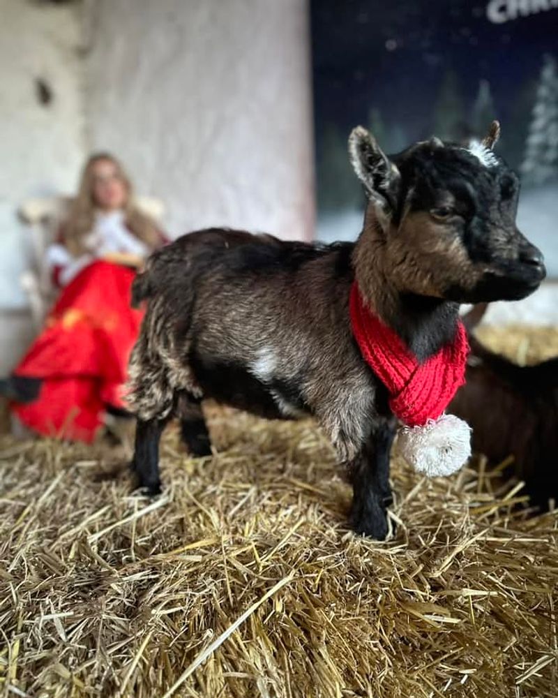 Pygmy Goat Petting Zoo - Sex