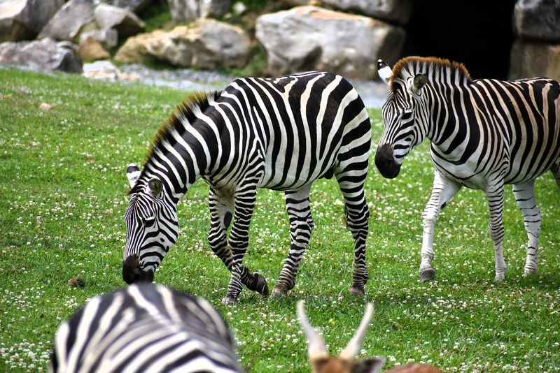 Keystone Safari (Grove City, Mercer County)