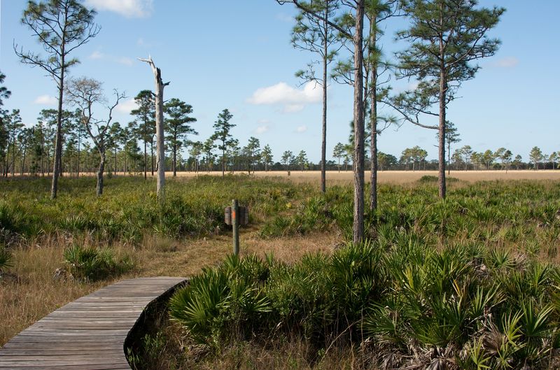 Three Lakes Wildlife Management Area, Kenansville, Osceola County