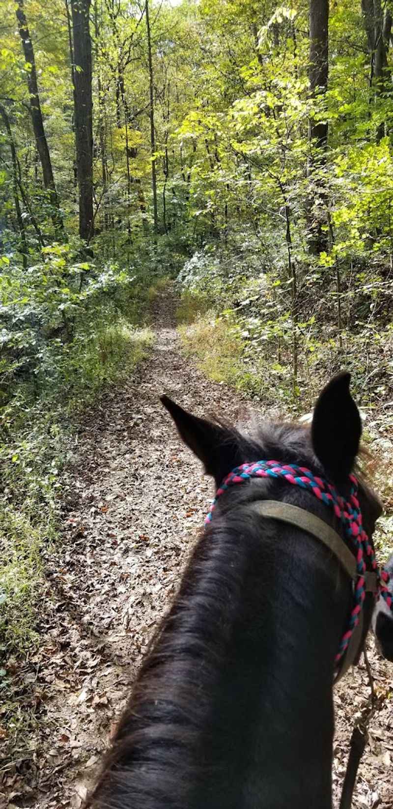 Tar Hollow State Forest 