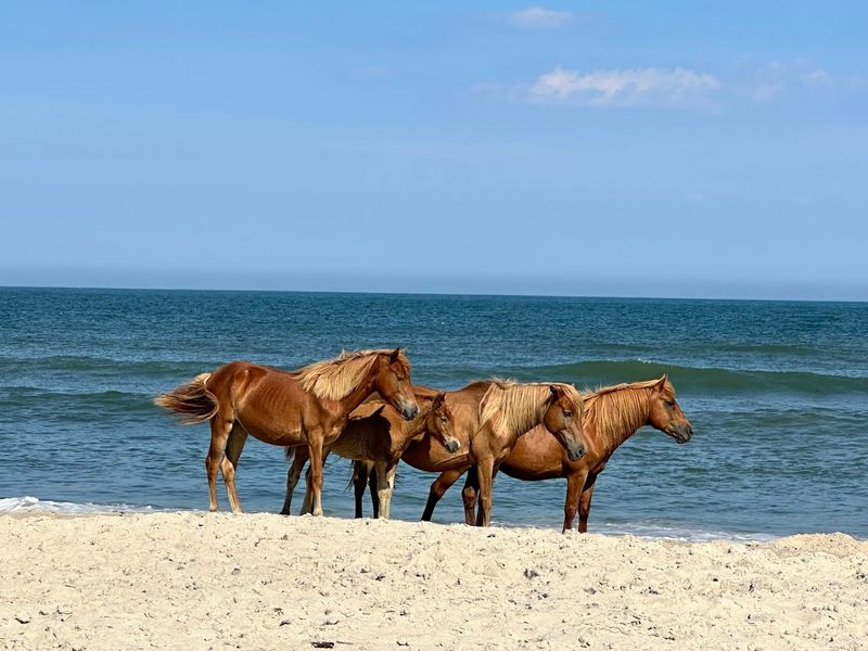 Assateague Island National Seashore (New Church, Accomack)