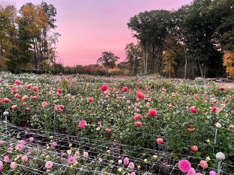 Dreamland Flower Farm
